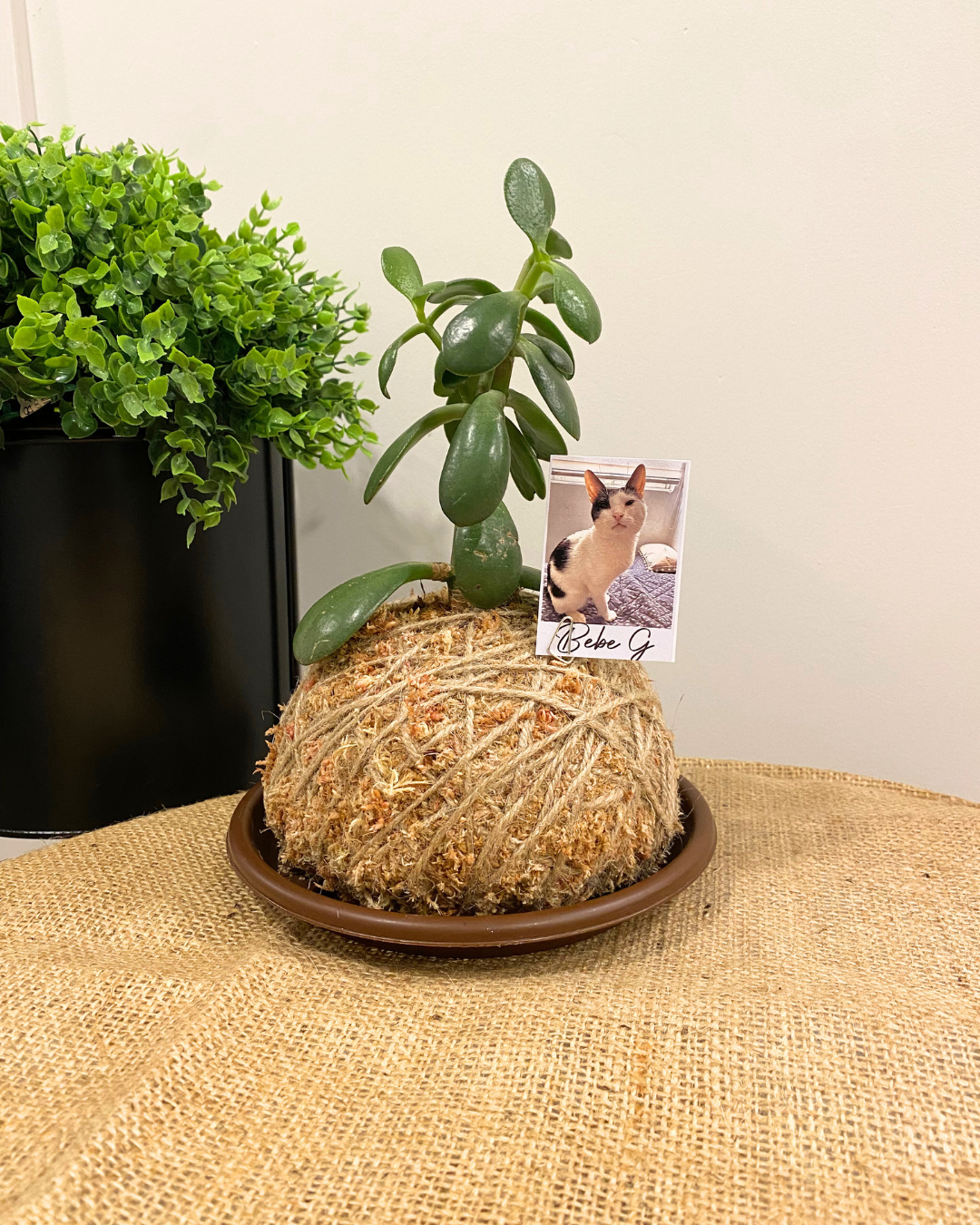 Kokedama con cenizas