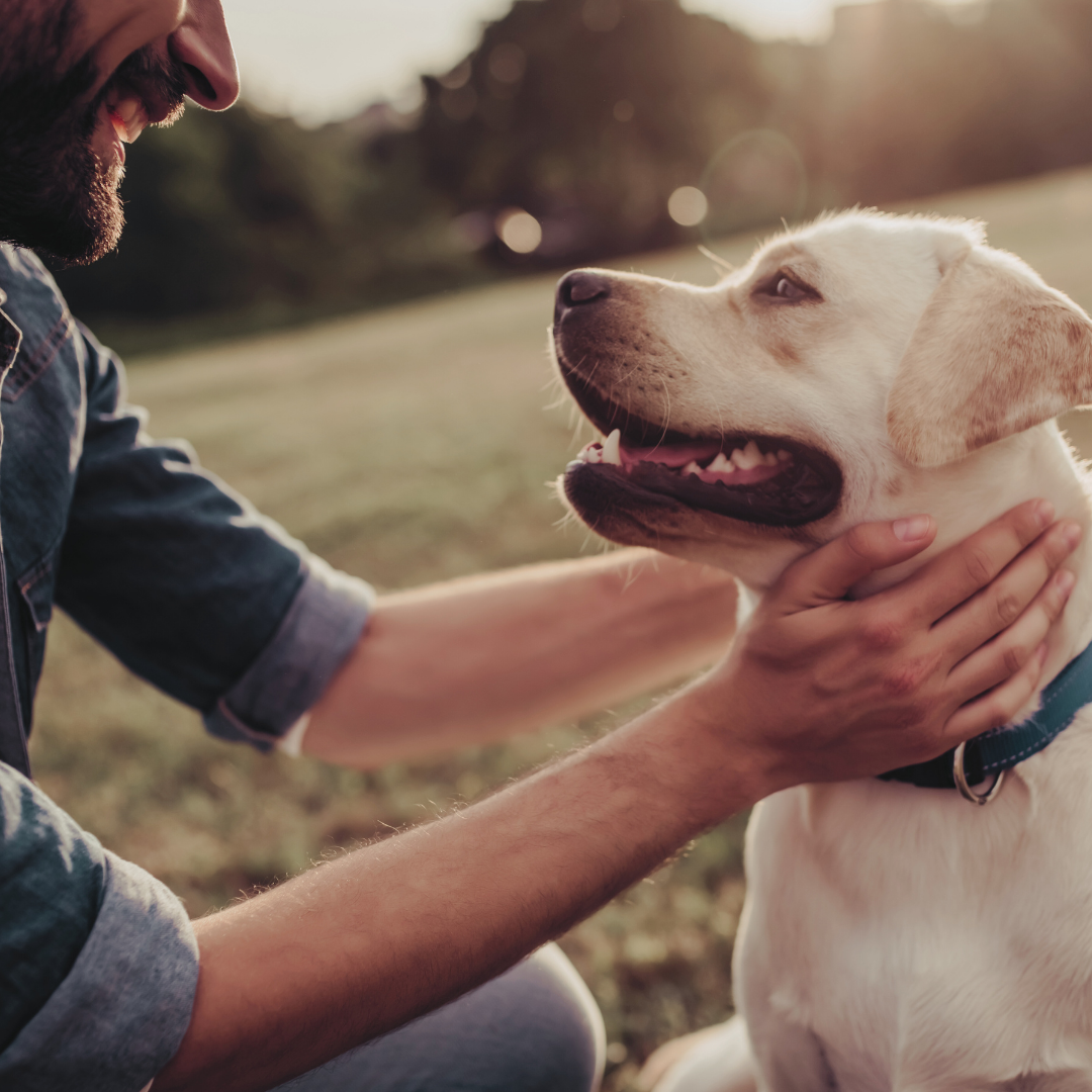 cremacion de mascotas con traslado o cremacion de mascotas presencial en chillan y otras comunas