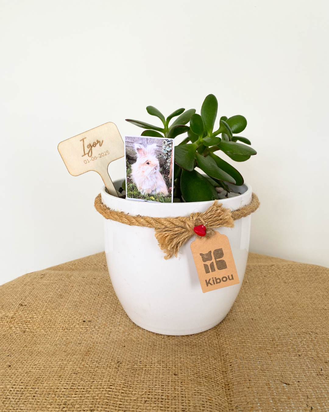 Anfora con Planta y Cenizas