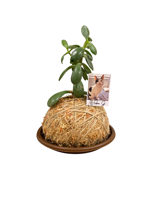 Kokedama con cenizas