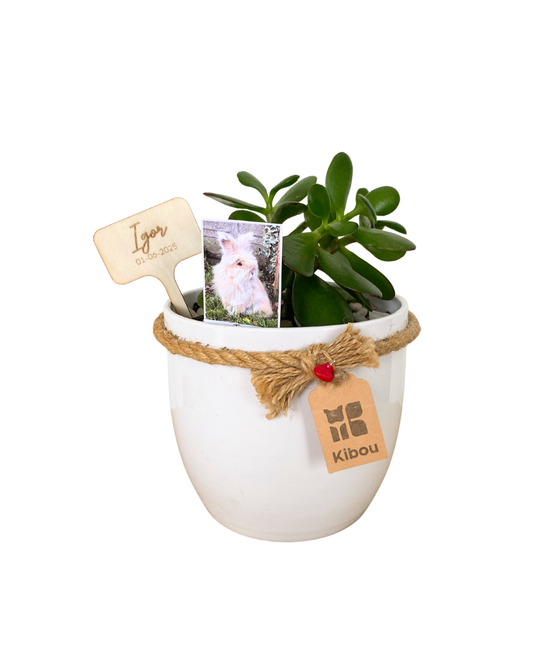 Anfora con Planta y Cenizas